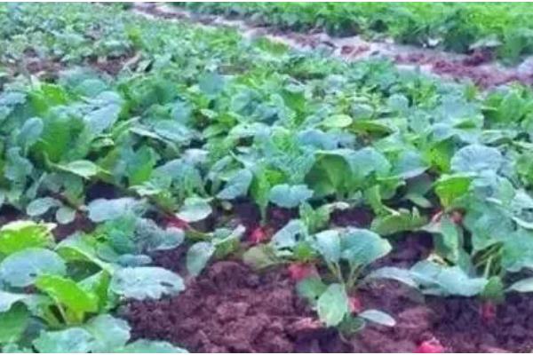 樱桃萝卜的种植方法,在播种前要对土壤浇一次透水