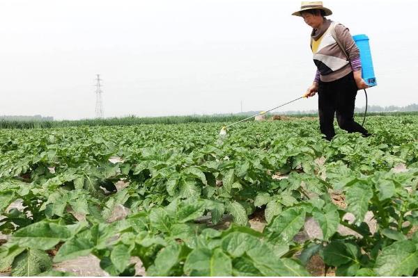 樱桃萝卜的种植方法,在播种前要对土壤浇一次透水