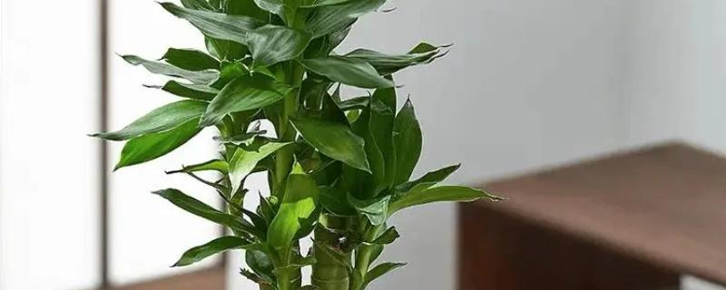 怎么让富贵竹又粗又绿，生长期每周追施一次稀薄液肥