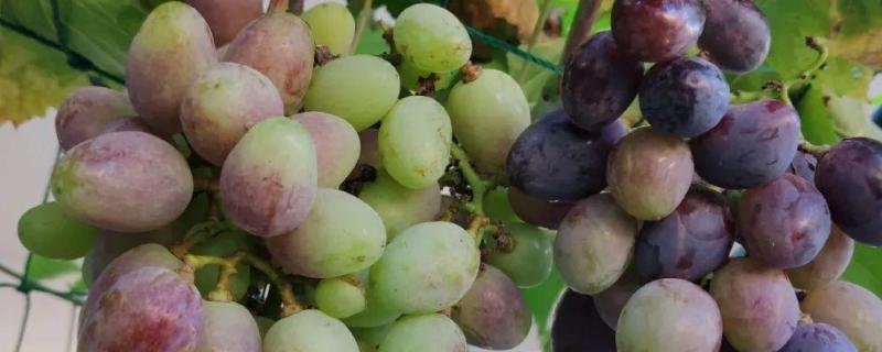 哪些果树是浆果类，常见葡萄树、猕猴桃树等品种