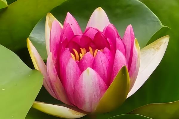 睡莲的开花时间,白天和晚上都可以开放