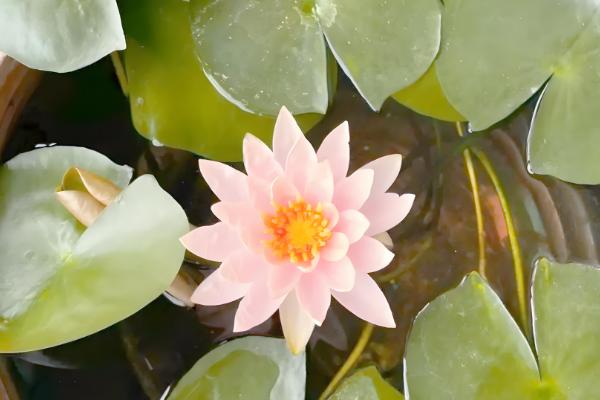 睡莲的开花时间,白天和晚上都可以开放