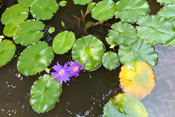 睡莲的开花时间,白天和晚上都可以开放