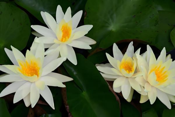 睡莲的开花时间,白天和晚上都可以开放