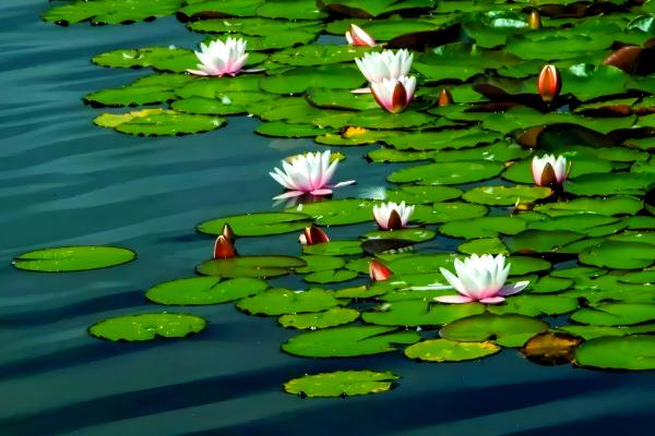 睡莲的开花时间,白天和晚上都可以开放