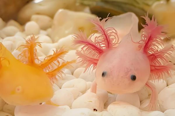 六角恐龙鱼喜欢什么水质，喜欢弱碱的水质