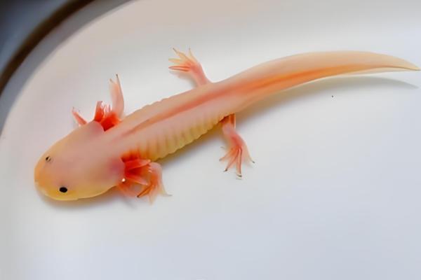 六角恐龙鱼喜欢什么水质，喜欢弱碱的水质