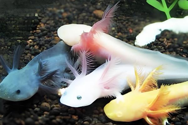 六角恐龙鱼喜欢什么水质，喜欢弱碱的水质