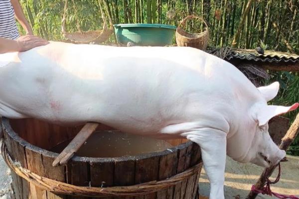 烫猪的水温，根据品种调整水温