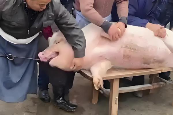 烫猪的水温，根据品种调整水温