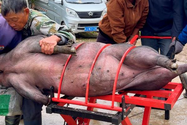 烫猪的水温，根据品种调整水温