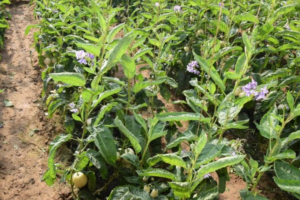 人参果的种植方法,每穴播撒一颗种子