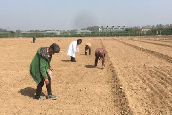 人参果的种植方法,每穴播撒一颗种子