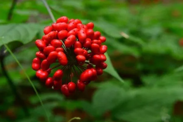 人参果的种植方法,每穴播撒一颗种子