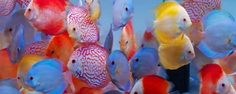 七彩神仙鱼吃不吃小鱼，新生小鱼容易成为大鱼的食物