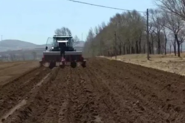 人参果的种植方法,每穴播撒一颗种子