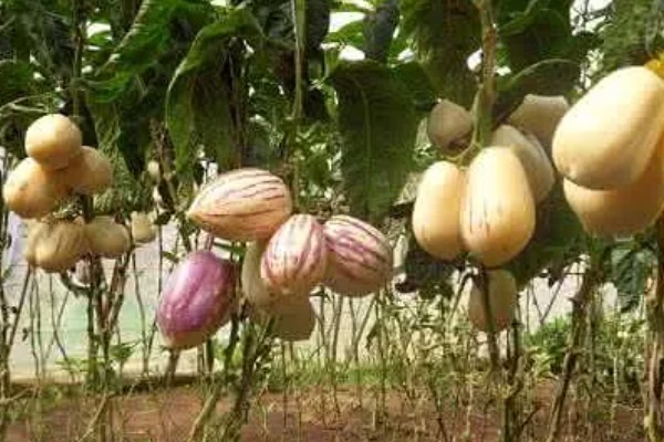 人参果的种植方法,每穴播撒一颗种子