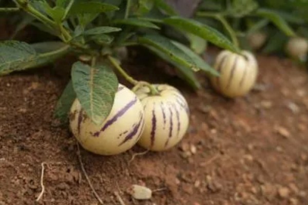 人参果的种植方法,每穴播撒一颗种子