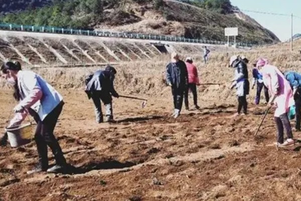 人参果的种植方法,每穴播撒一颗种子