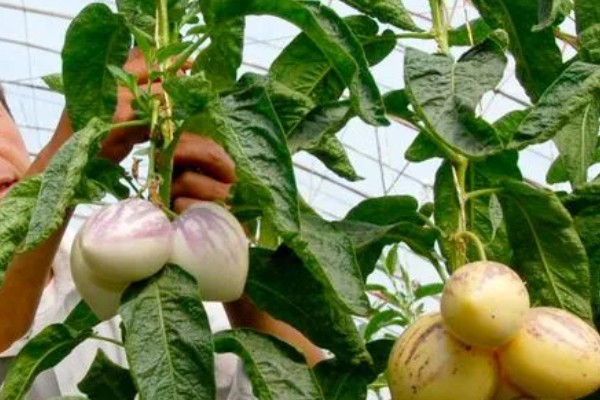 人参果的种植方法,每穴播撒一颗种子