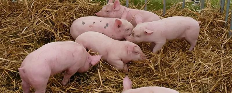 饲养小猪的方法，1-7日龄把温度控制在32-28℃左右