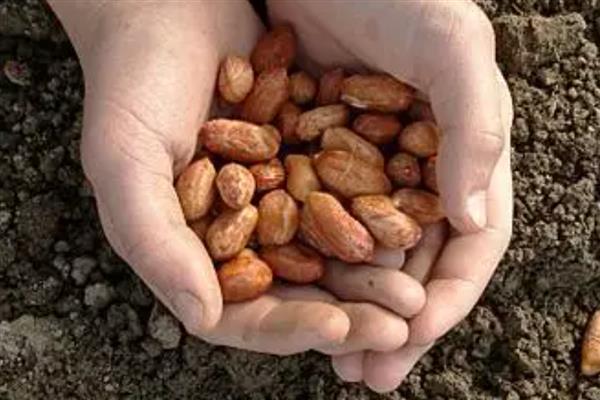 花生产于哪里，在我国主产于山东、四川、辽宁等省份