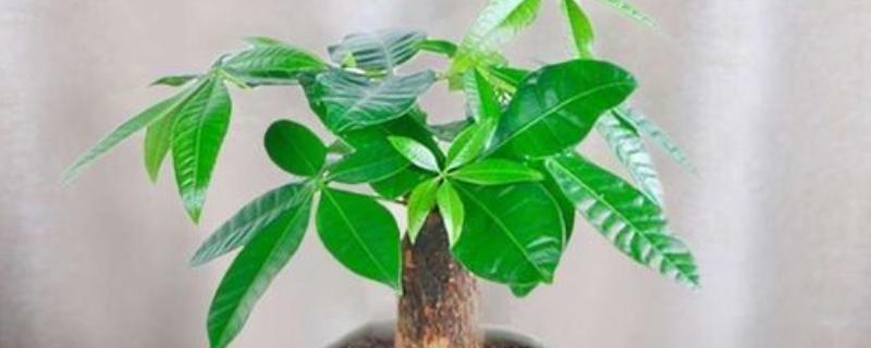 小发财树如何养，喜欢在光照充足的环境下生长
