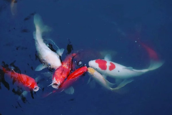 锦鲤如何挑选,挑选背部挺直、鱼体平衡的