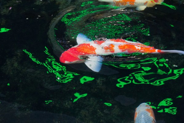 锦鲤如何挑选,挑选背部挺直、鱼体平衡的