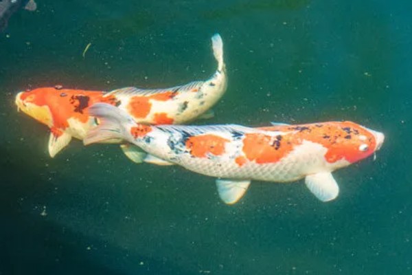 锦鲤如何挑选,挑选背部挺直、鱼体平衡的