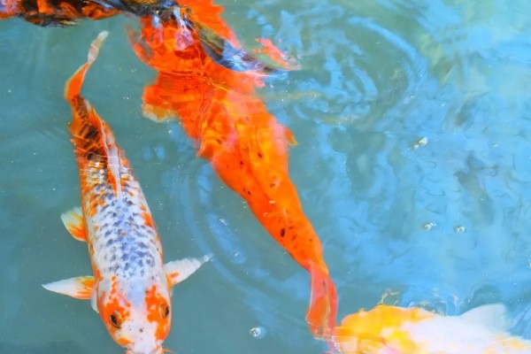 锦鲤如何挑选,挑选背部挺直、鱼体平衡的