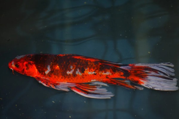 锦鲤如何挑选,挑选背部挺直、鱼体平衡的