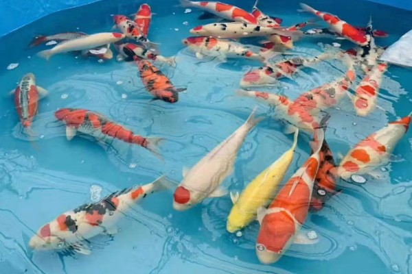 锦鲤如何挑选,挑选背部挺直、鱼体平衡的