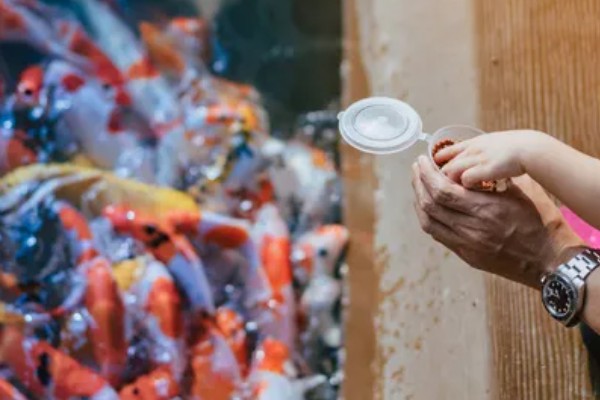 锦鲤如何挑选,挑选背部挺直、鱼体平衡的