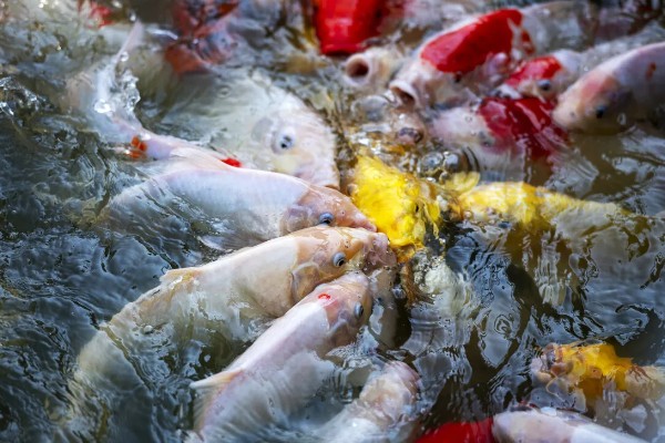 锦鲤如何挑选,挑选背部挺直、鱼体平衡的