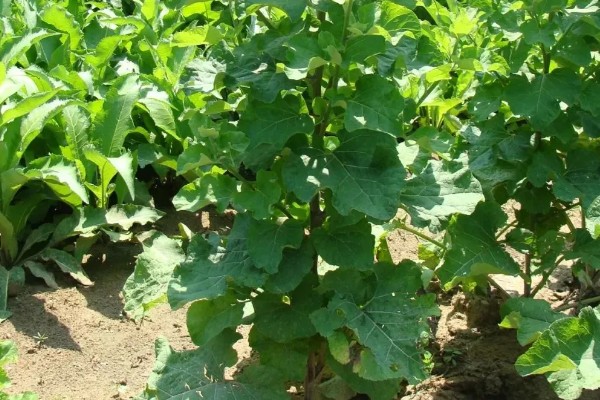 牛蒡的简介，属于二年生草本植物