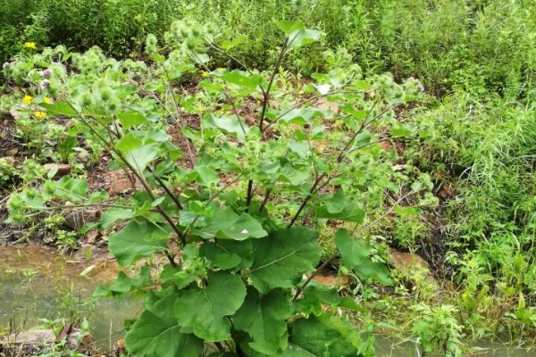 牛蒡的简介，属于二年生草本植物