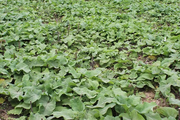 牛蒡的简介，属于二年生草本植物