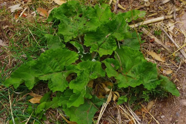 牛蒡的简介，属于二年生草本植物