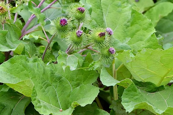 牛蒡的简介，属于二年生草本植物