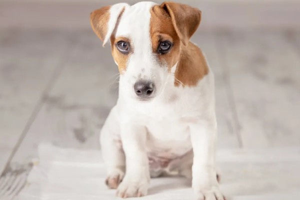 狗的记忆有多久，未经过训练仅有2-8分钟的短暂记忆