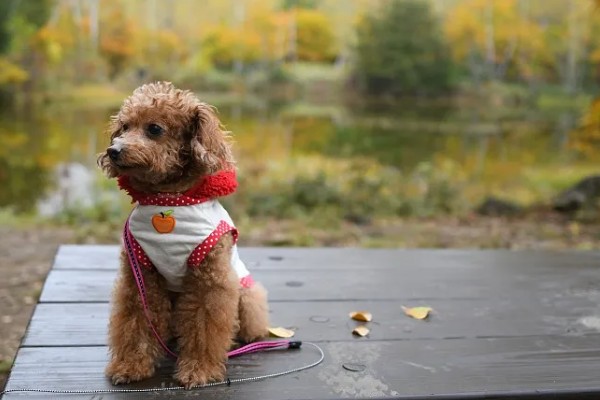 狗的记忆有多久，未经过训练仅有2-8分钟的短暂记忆