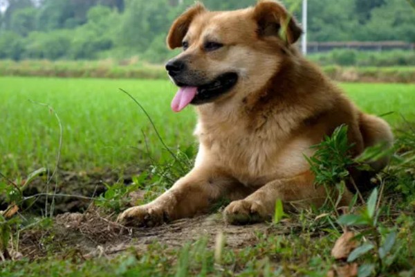 狗的记忆有多久，未经过训练仅有2-8分钟的短暂记忆