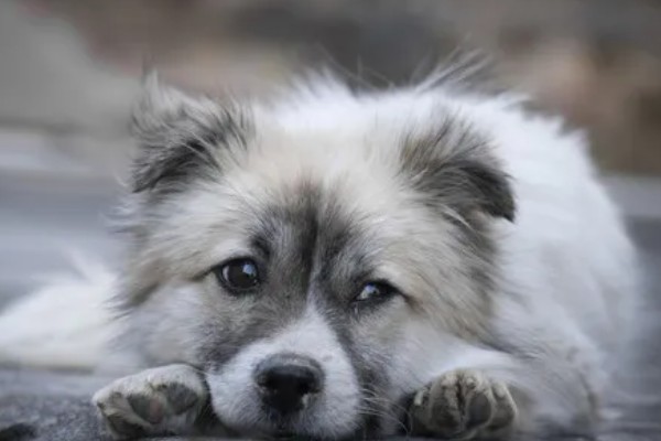 狗的记忆有多久，未经过训练仅有2-8分钟的短暂记忆