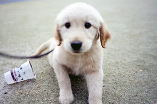 狗的记忆有多久，未经过训练仅有2-8分钟的短暂记忆