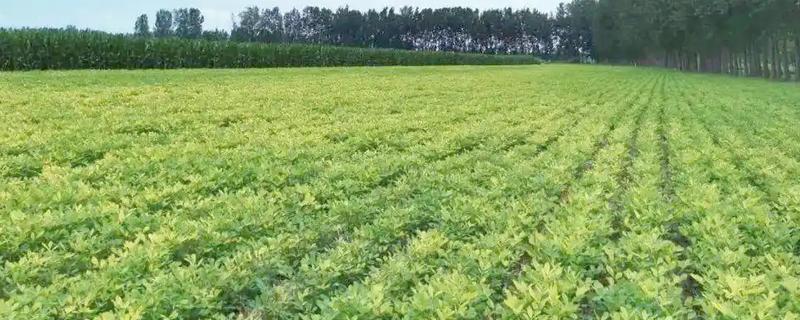 夏花生怎么管理，田间杂草多可喷施精喹禾灵