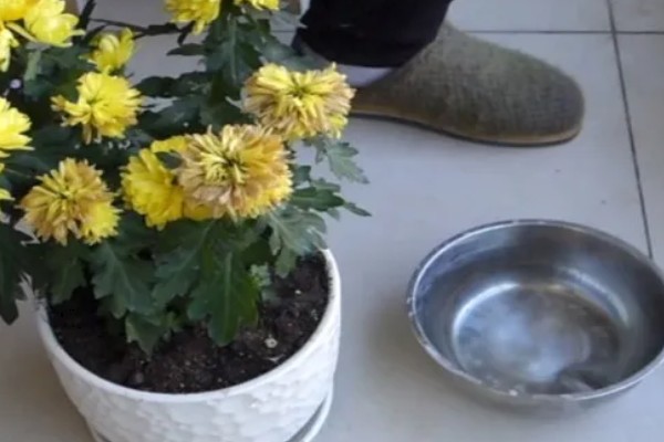 菊花变黄了的原因，可能是浇水不当所致