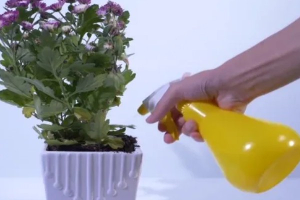 菊花变黄了的原因，可能是浇水不当所致