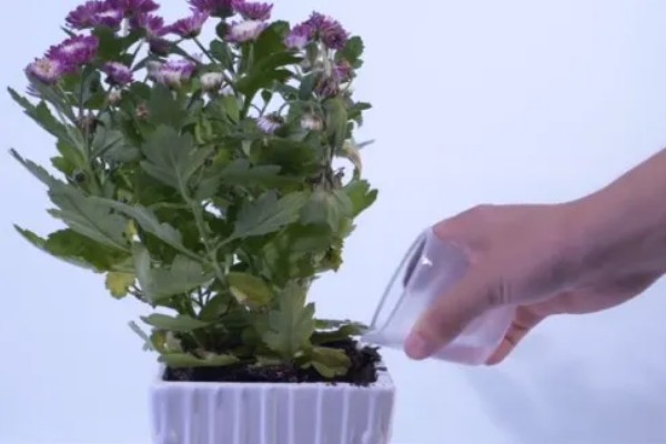 菊花变黄了的原因，可能是浇水不当所致