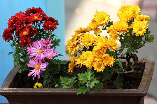 菊花变黄了的原因，可能是浇水不当所致